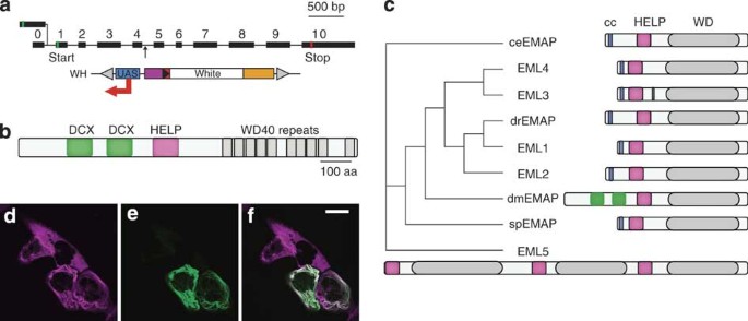 A doublecortin containing microtubule-associated protein is implicated in mechanotransduction in drosophila sensory cilia