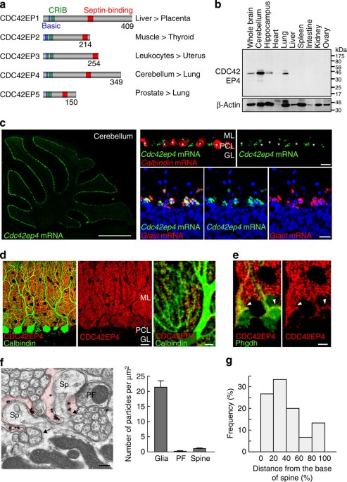 A Cdc42ep4 Septin Based Perisynaptic Glial Scaffold Facilitates Glutamate Clearance Nature Communications