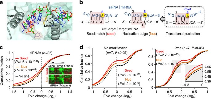 Abasic Pivot Substitution Harnesses Target Specificity Of Rna Interference Nature Communications