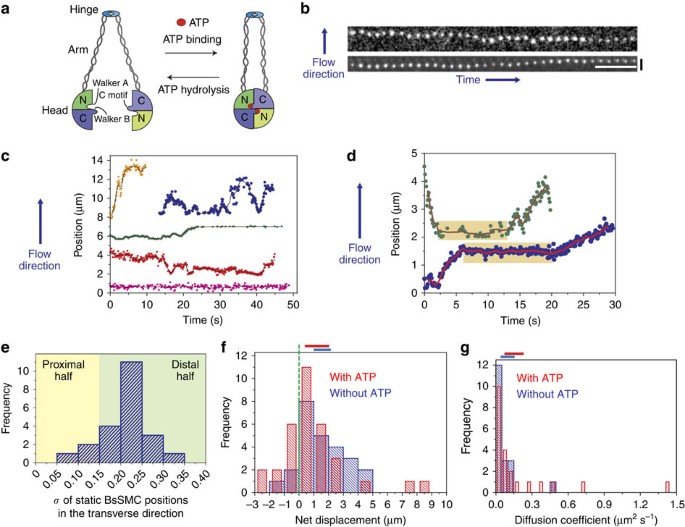 Multistep Assembly Of Dna Condensation Clusters By Smc Nature Communications Multistep Assembly Of Dna Condensation Clusters By Smc Nature Communications
