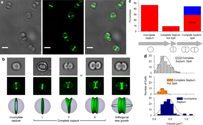 Staphylococcus aureus cell growth and division are regulated by an amidase  that trims peptides from uncrosslinked peptidoglycan