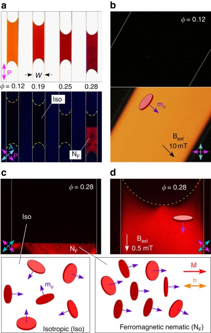 Spontaneous liquid crystal and ferromagnetic ordering of colloidal magnetic  nanoplates | Nature Communications