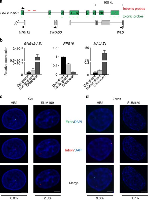 Transcriptional Silencing Of Long Noncoding Rna Gng12 As1 Uncouples Its Transcriptional And Product Related Functions Nature Communications