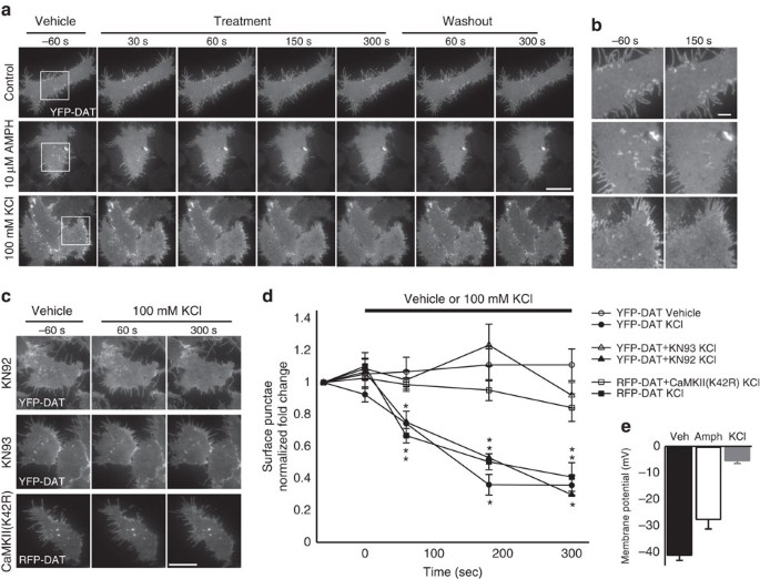 Membrane potential shapes regulation of dopamine transporter trafficking at the plasma membrane