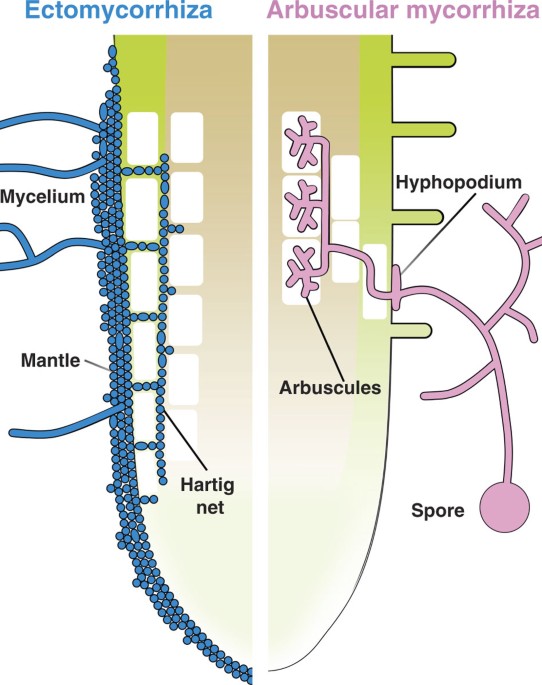 Mechanisms Underlying Beneficial Plantfungus Interactions - 
