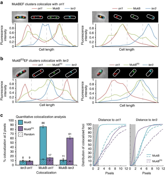 Matp Regulates The Coordinated Action Of Topoisomerase Iv And Mukbef In Chromosome Segregation Nature Communications