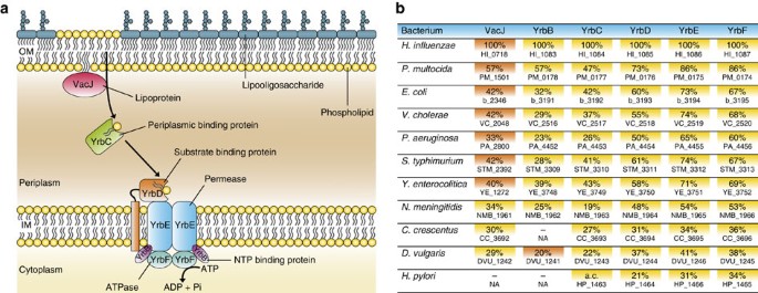 A novel mechanism for the biogenesis of outer membrane vesicles in  Gram-negative bacteria | Nature Communications