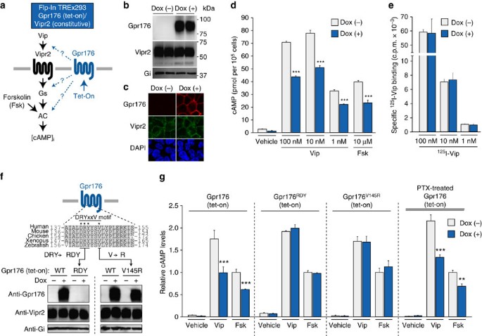 Identification and functional characterisation of N-linked glycosylation of  the orphan G protein-coupled receptor Gpr176