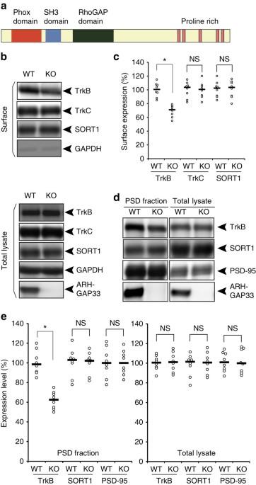Emerging Roles Of Arhgap33 In Intracellular Trafficking Of Trkb And Pathophysiology Of Neuropsychiatric Disorders Nature Communications