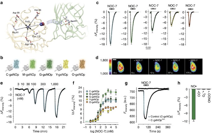 Development Of Novel Fp Based Probes For Live Cell Imaging Of Nitric Oxide Dynamics Nature Communications