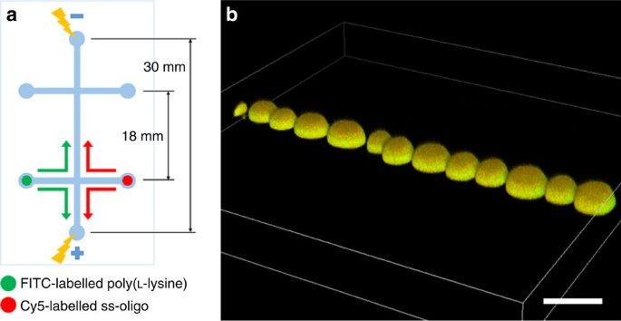 Non-equilibrium behaviour in coacervate-based protocells under electric-field-induced excitation | Nature Communications Non-equilibrium behaviour in coacervate-based protocells under electric-field-induced excitation | Nature Communications