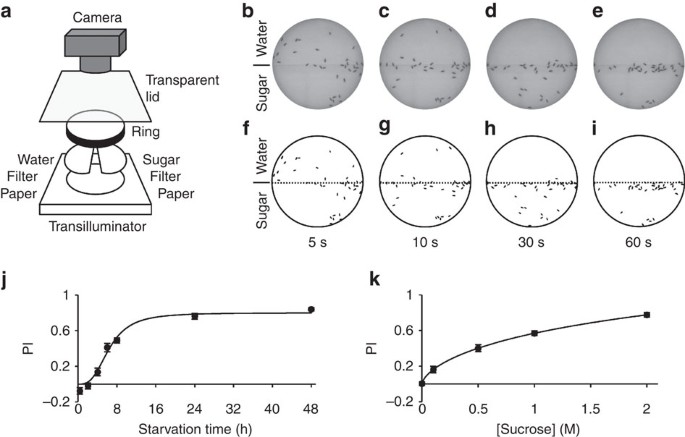 Functional Dissociation In Sweet Taste Receptor Neurons Between And Within Taste Organs Of Drosophila Nature Communications Functional Dissociation In Sweet Taste Receptor Neurons Between And Within Taste Organs Of Drosophila Nature Communications