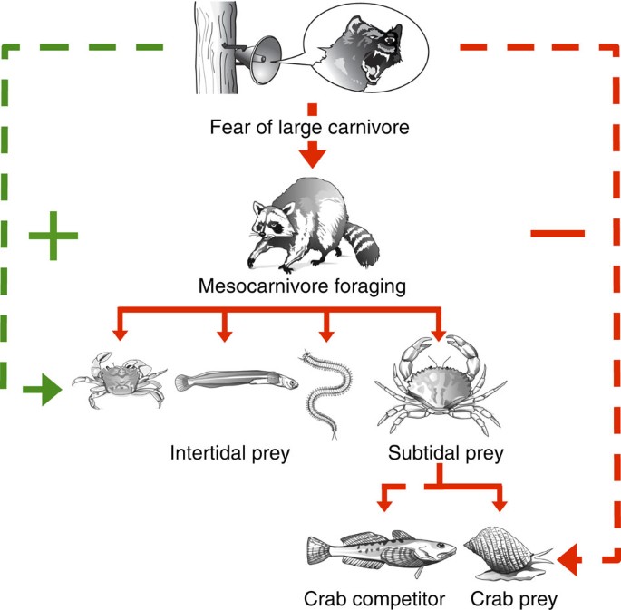 Fear of large carnivores causes a trophic cascade | Nature Communications Fear of large carnivores causes a trophic cascade | Nature Communications