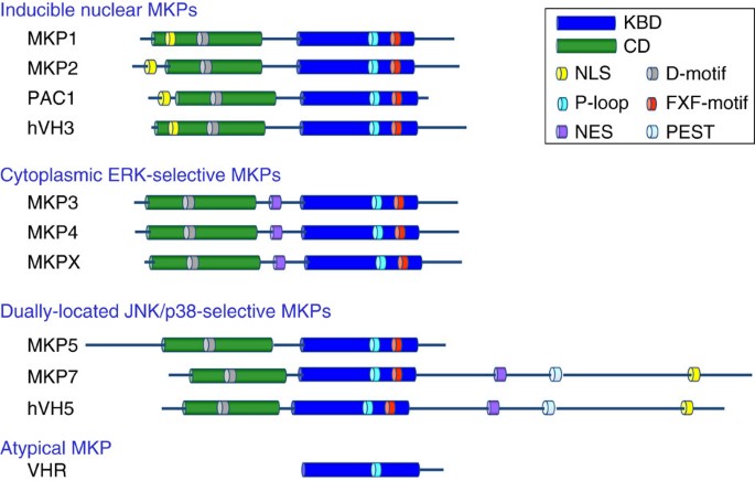 PTMScan® Phospho-MAPK/CDK Substrate Motif (PXS*P and S*PXK/R) Kit