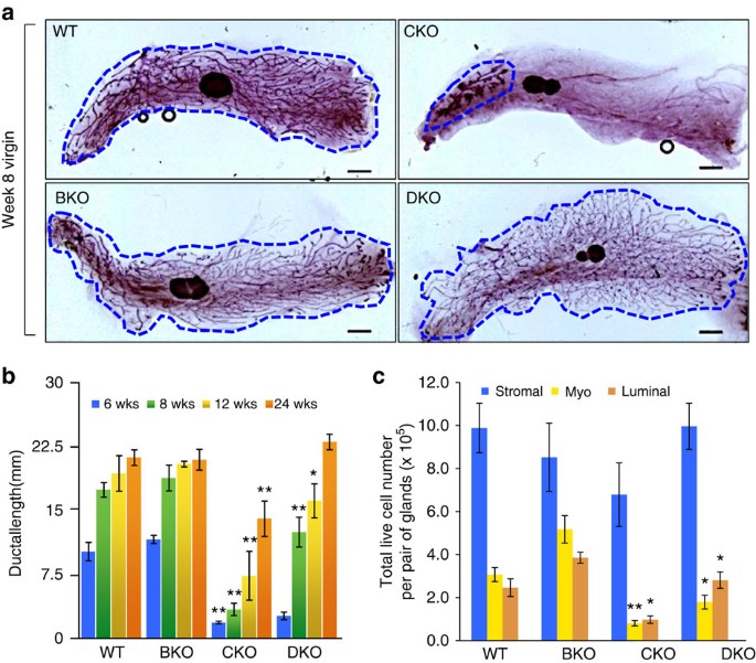 Genetic suppression reveals DNA repair-independent antagonism between BRCA1 and COBRA1 in mammary gland development | Nature Communications Genetic suppression reveals DNA repair-independent antagonism between BRCA1 and COBRA1 in mammary gland development | Nature Communications
