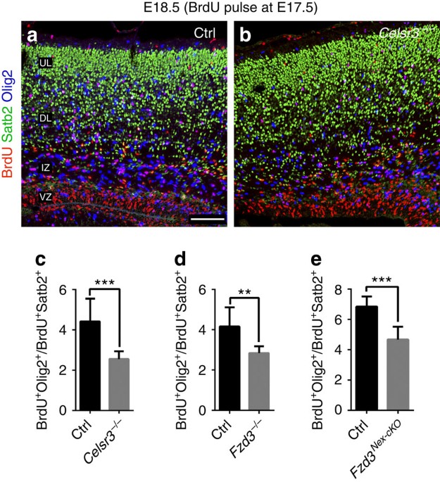 Celsr3 is required in motor neurons to steer their axons in the