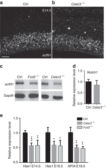 Celsr3 is required in motor neurons to steer their axons in the