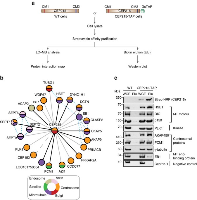 A Cep215 Hset Complex Links Centrosomes With Spindle Poles And Drives Centrosome Clustering In Cancer Nature Communications