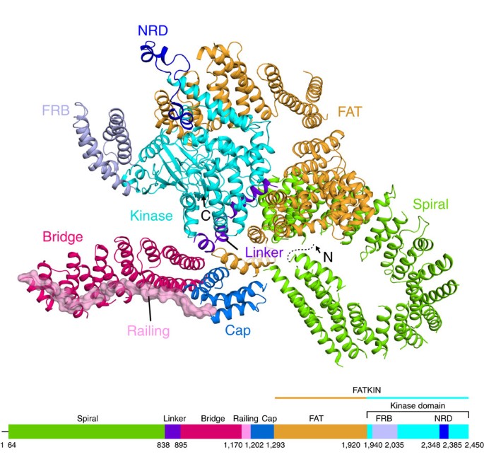 Tor Forms A Dimer Through An N Terminal Helical Solenoid With A Complex Topology Nature Communications