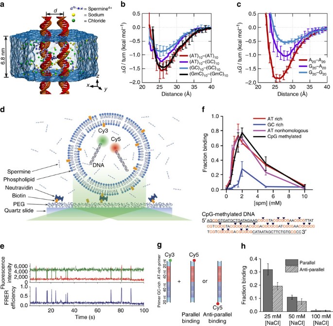 Direct Evidence For Sequence Dependent Attraction Between Double Stranded Dna Controlled By Methylation Nature Communications Direct Evidence For Sequence Dependent Attraction Between Double Stranded Dna Controlled By Methylation Nature Communications