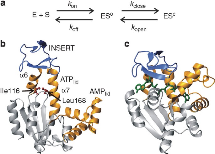 Overlap between folding and functional energy landscapes for 