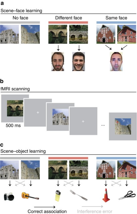 Experience-dependent hippocampal pattern differentiation prevents 
