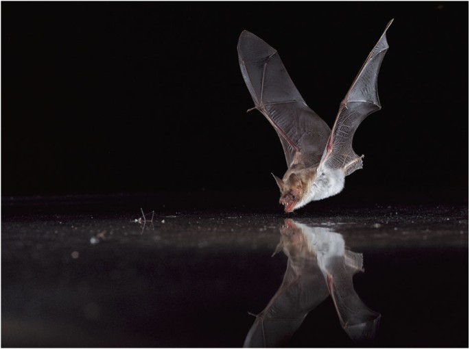 Innate Recognition Of Water Bos In Echolocating Bats