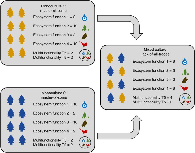 Jack-of-all-trades effects drive biodiversity–ecosystem multifunctionality  relationships in European forests | Nature Communications