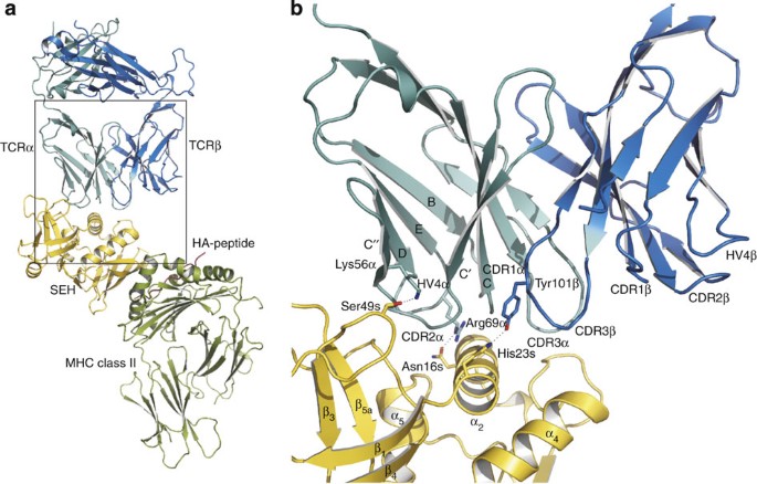 The Structure Of Superantigen Complexed With Tcr And Mhc Reveals Novel Insights Into Superantigenic T Cell Activation Nature Communications The Structure Of Superantigen Complexed With Tcr And Mhc Reveals Novel Insights Into Superantigenic T Cell Activation Nature Communications