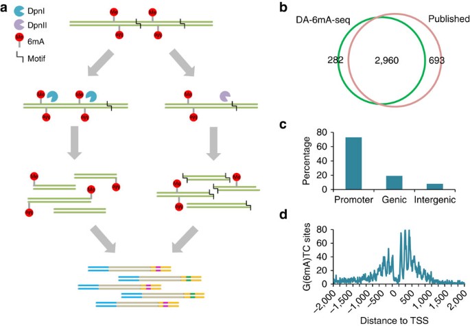 Characterization Of Eukaryotic Dna N 6 Methyladenine By A Highly Sensitive Restriction Enzyme Assisted Sequencing Nature Communications