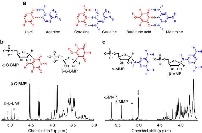 Spontaneous formation and base pairing of plausible prebiotic nucleotides  in water | Nature Communications