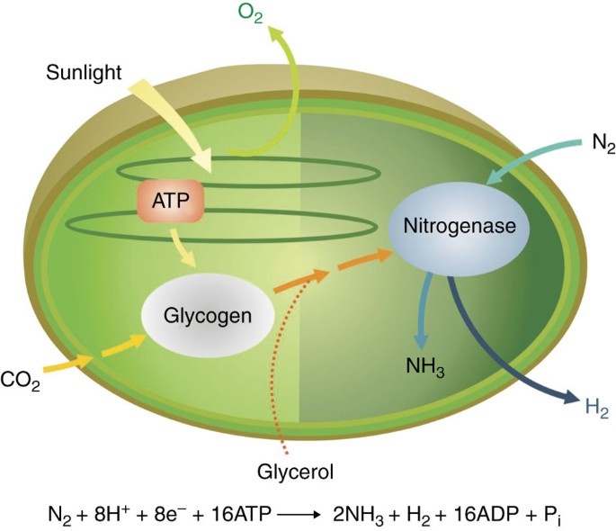 High Rates Of Photobiological H2 Production By A Cyanobacterium Under Aerobic Conditions Nature Communications