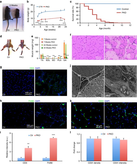 Www Pko 24 Bankowosc Elektroniczna Dla Klientow Indywidualnych 2019 12 05