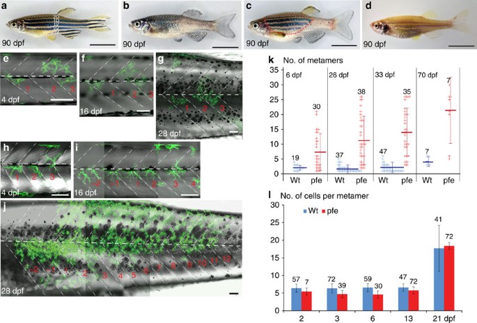 Homotypic cell competition regulates proliferation and tiling of zebrafish  pigment cells during colour pattern formation | Nature Communications