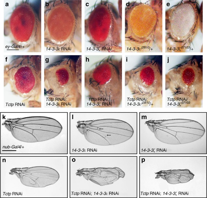 14 3 3 Proteins Regulate Tctp Rheb Interaction For Organ Growth In Drosophila Nature Communications