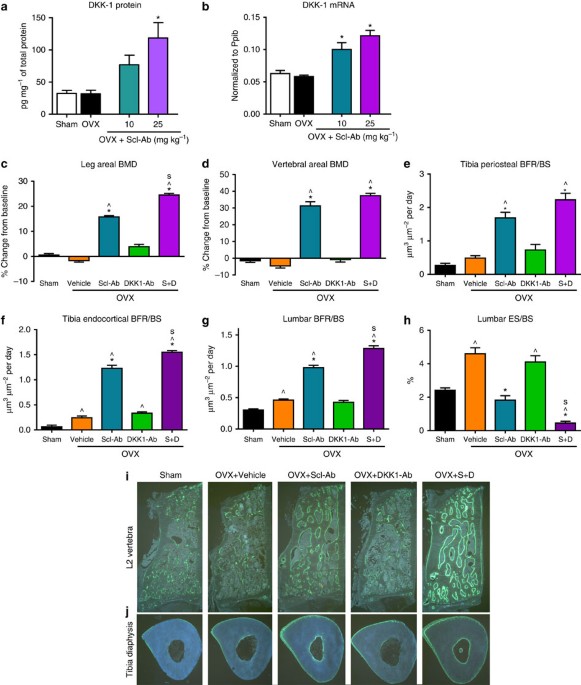 A Bispecific Antibody Targeting Sclerostin And Dkk 1 Promotes Bone Mass Accrual And Fracture Repair Nature Communications