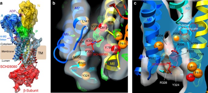 Conformational Rearrangement Of Gastric H K Atpase Induced By An Acid Suppressant Nature Communications