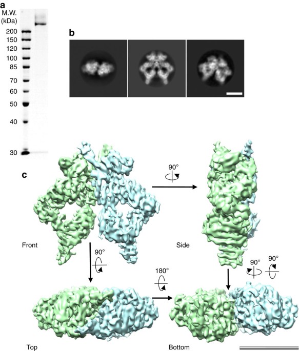 structure of the intact atm tel1 kinase nature communications