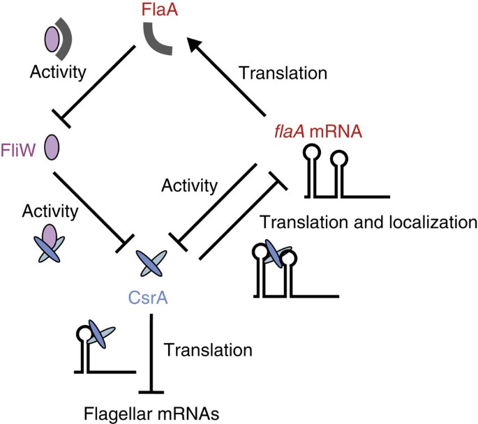 The CsrA-FliW network controls polar localization of the dual-function  flagellin mRNA in Campylobacter jejuni | Nature Communications