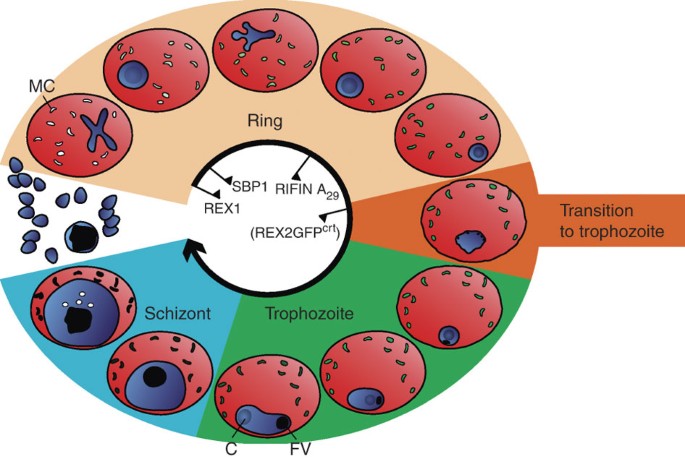 Plasmodium vivax AMP2014.01 blood smear images. a, b Trophozoite stages...  | Download Scientific Diagram