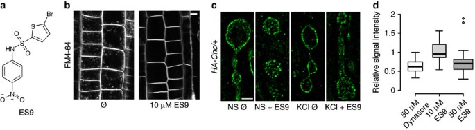 Mitochondrial Uncouplers Inhibit Clathrin Mediated Endocytosis Largely Through Cytoplasmic Acidification Nature Communications