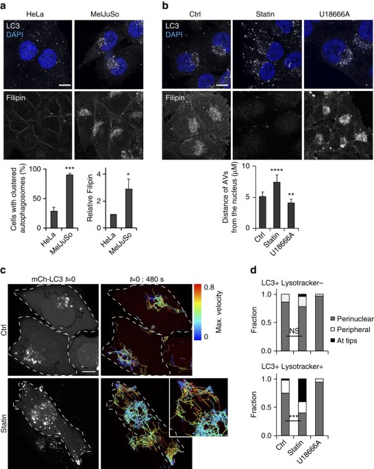 Cholesterol And Orp1l Mediated Er Contact Sites Control Autophagosome Transport And Fusion With The Endocytic Pathway Nature Communications Cholesterol And Orp1l Mediated Er Contact Sites Control Autophagosome Transport And Fusion With The Endocytic Pathway Nature Communications