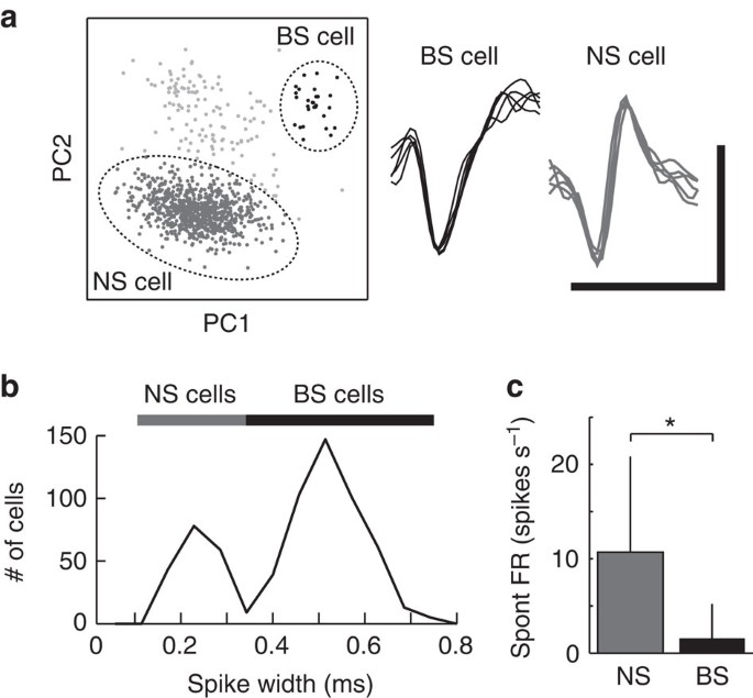 Auditory Experience Dependent Cortical Circuit Shaping For Memory Formation In Bird Song Learning Nature Communications Auditory Experience Dependent Cortical Circuit Shaping For Memory Formation In Bird Song Learning Nature Communications