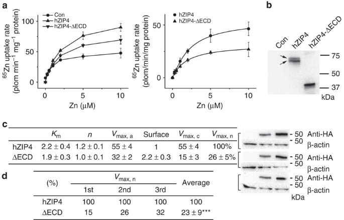 Structural Insights Of Zip4 Extracellular Domain Critical For Optimal Zinc Transport Nature Communications Structural Insights Of Zip4 Extracellular Domain Critical For Optimal Zinc Transport Nature Communications
