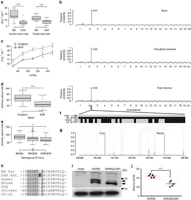 Wars2 Is A Determinant Of Angiogenesis Nature Communications