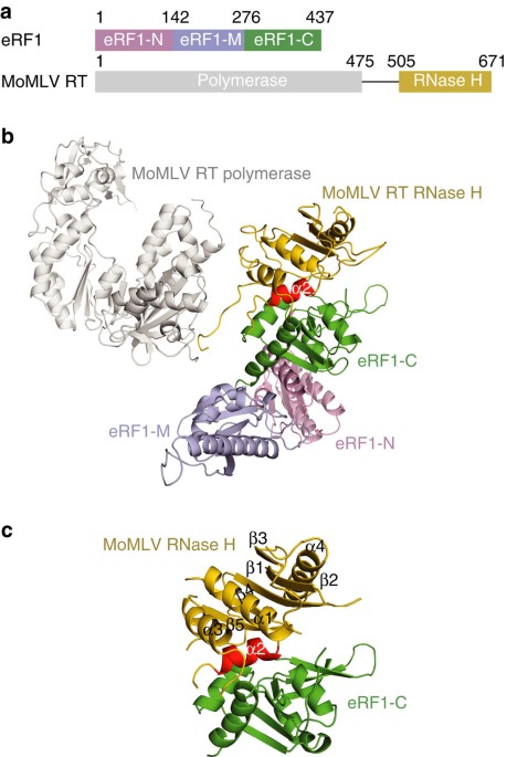 Structural basis of suppression of host translation termination by Moloney  Murine Leukemia Virus