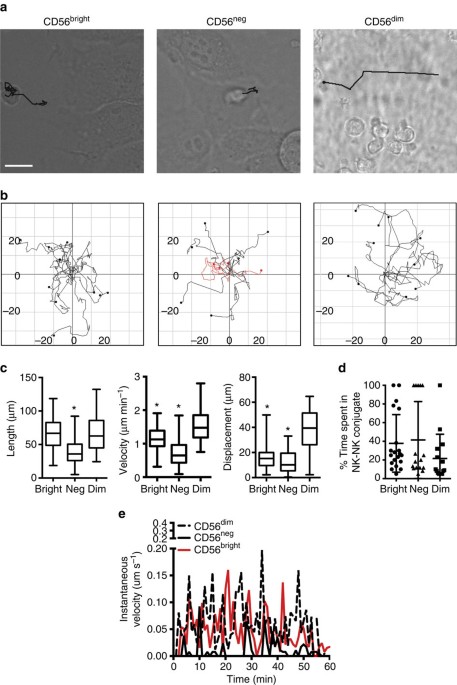 Human Nk Cell Development Requires Cd56 Mediated Motility And Formation Of The Developmental Synapse Nature Communications