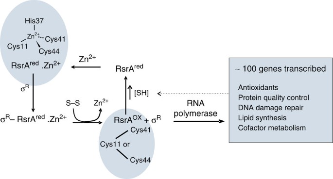 cjc 1295 dac and ipamorelin CJC 1295