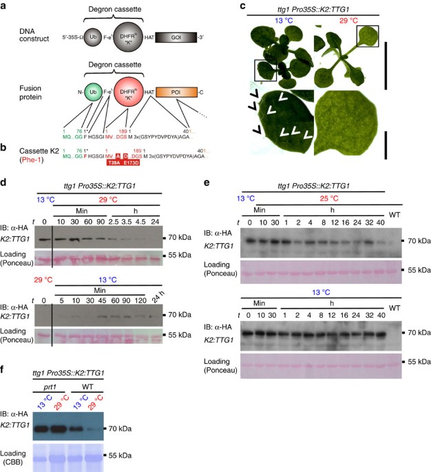 Two-Dimensional Patterning by a Trapping/Depletion Mechanism: The Role of  TTG1 and GL3 in Arabidopsis Trichome Formation