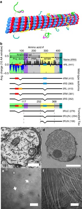 Effects of three microtubule-associated proteins (MAP2, MAP4, and Tau) on  microtubules' physical properties and neurite morphology